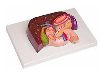 肝、胰、脾、十二指腸、胃模型